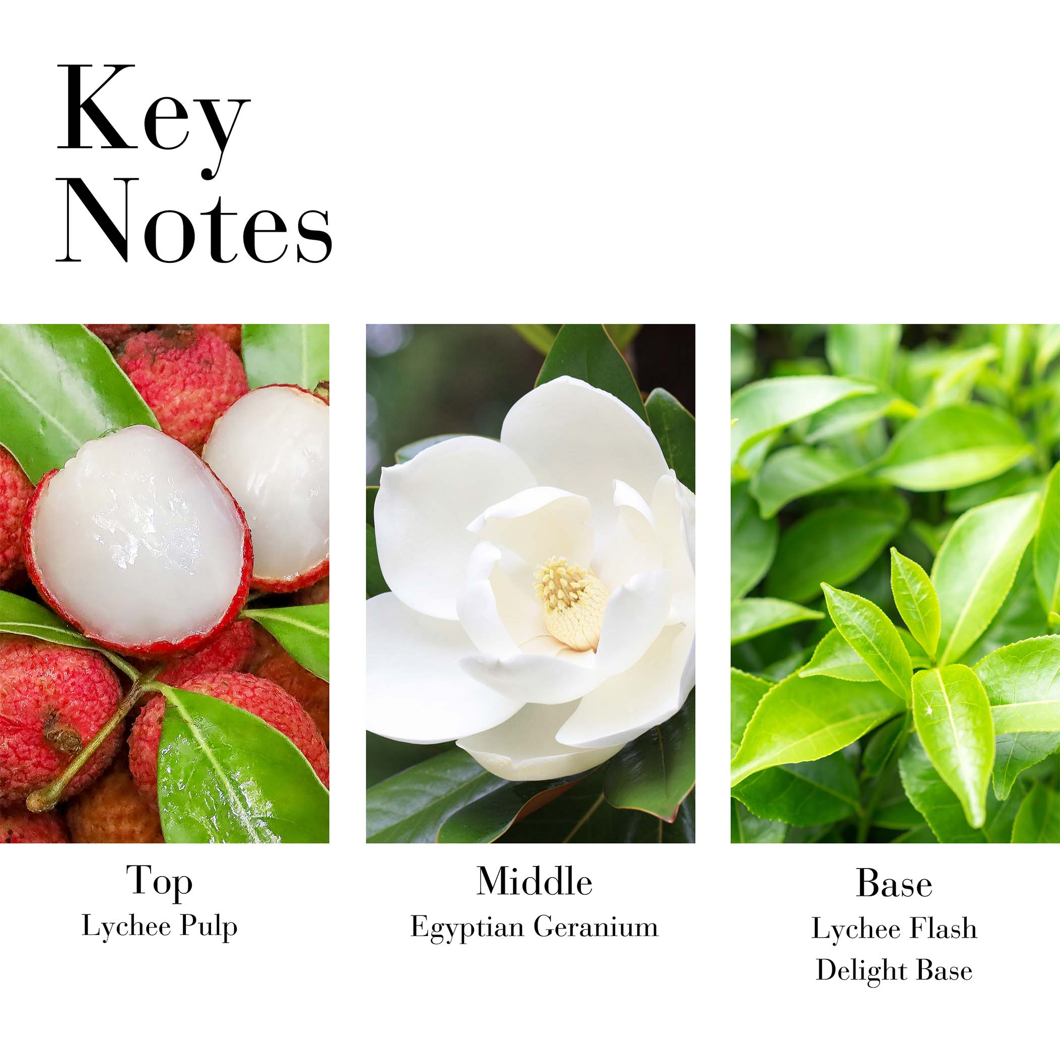 Green Tea Lychee Lime Honey Drops Body Cream - Image 7