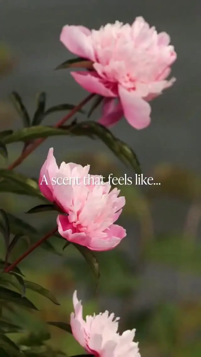 Elizabeth Arden social post 8